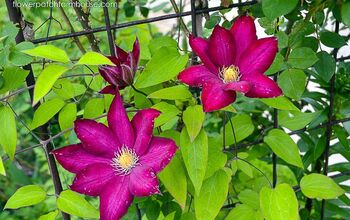 Prune Your Clematis for Maximum Bloom, I Share 2 Ways That Work!