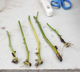 potting up your rooted rose cuttings