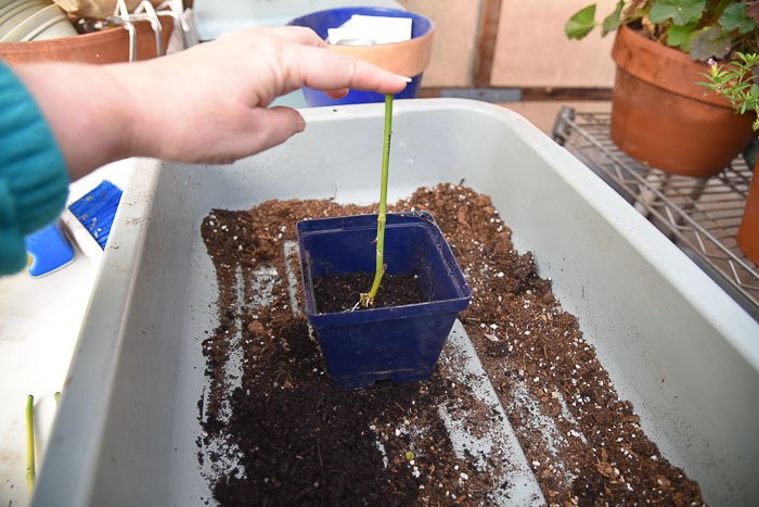 potting up your rooted rose cuttings