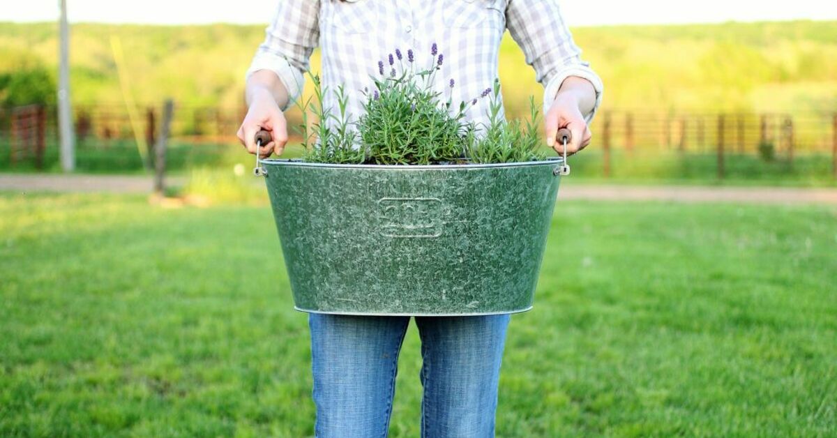 What To Plant With Lavender In Container What To Plant With Lavender In Container
