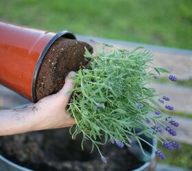 how to plant lavender in containers