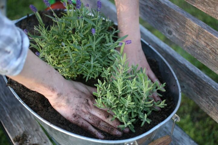 how to plant lavender in containers