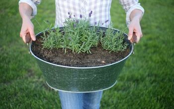 How to Plant Lavender in Containers