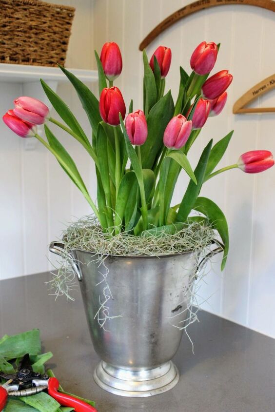 tulipanes en un cubo de champn