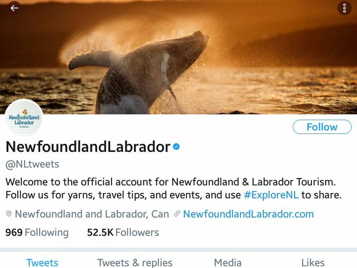 avistamiento de ballenas jorobadas arte en peine de playa, Foto de portada de Twitter para NL