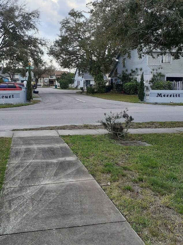 q hoa entrance cypress trees help trim or remove