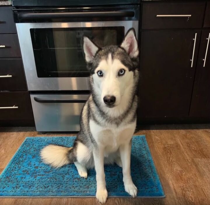 how to dye a rug to bring it back to life, Homemade Dyed Rug