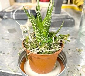 succulent terrarium using a mason jar