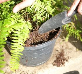 boston ferns care and keeping