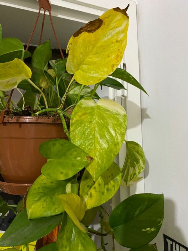 o que h de errado com minha planta pothos