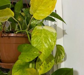 whats happening to my pothos plant