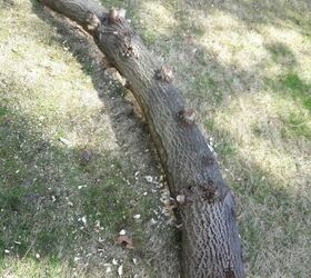 log planter, This is the limb