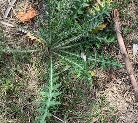 how can i get rid of these invasive thorny plants