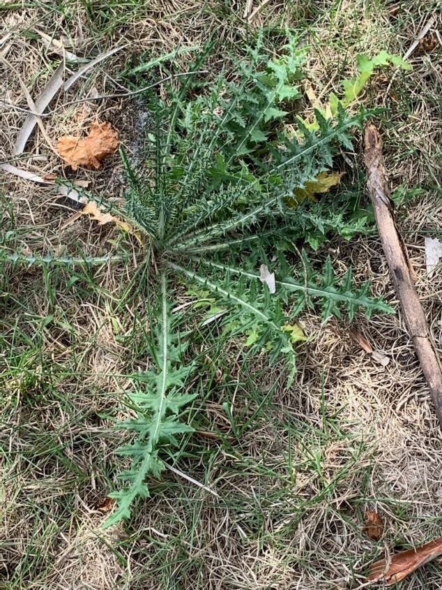 como posso me livrar dessas plantas espinhosas invasoras