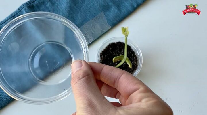 plastic cup mini greenhouse