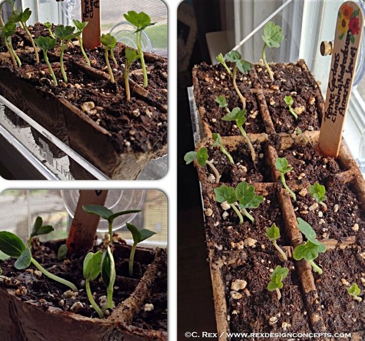 10 trucos ingeniosos para iniciar tus semillas en el interior ahora mismo, Los mejores consejos para empezar a sembrar DE TODOS LOS TIEMPOS