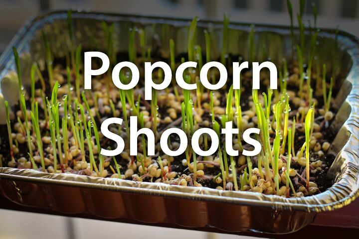s 10 clever hacks for starting your seeds indoors right now, Learn to Grow popcorn shoots