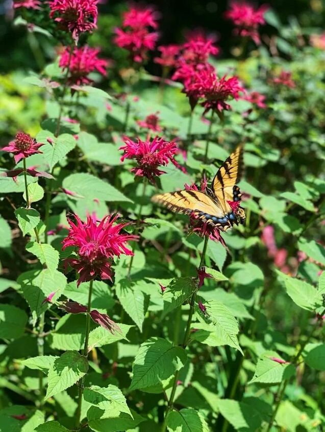 how to plant a butterfly garden, A swallowtail enjoying the bee balm