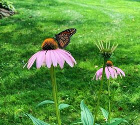 how to plant a butterfly garden, Gorgeous monarch sampling the echinacea