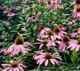 how to plant a butterfly garden, My garden is full of butterfly loving plants
