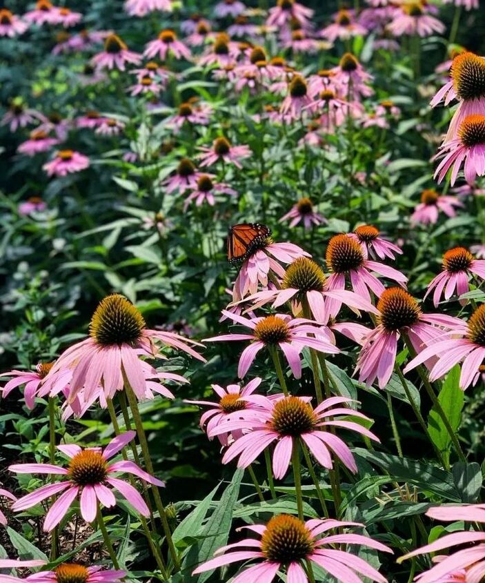 como plantar um jardim de borboletas, Meu jardim est cheio de plantas que atraem borboletas