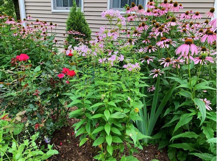 how to plant a butterfly garden, Create large groupings of nectar plants