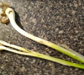 Is it OK to eat wild onions that grow in our yards?