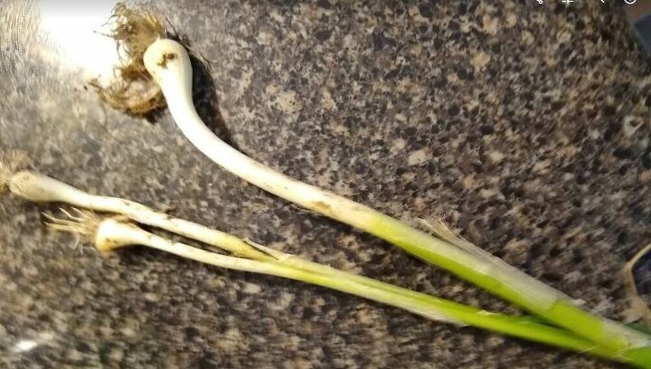 is it ok to eat wild onions that grow in our yards