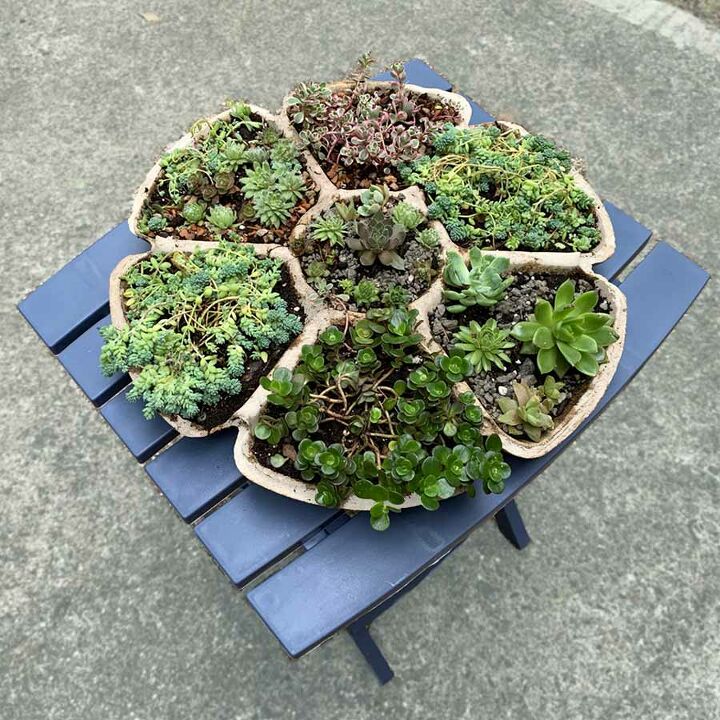 petal shaped cement succulent multi planter from a dollar tree mold