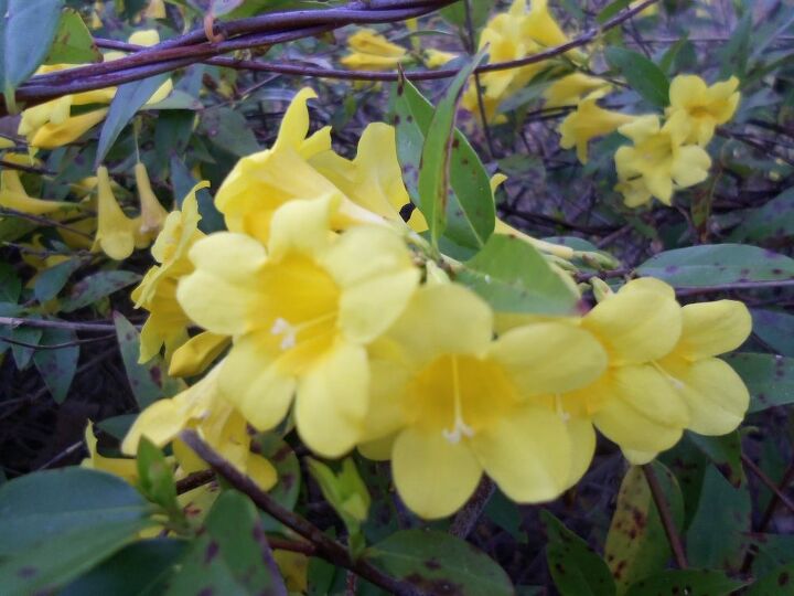 q how do i handle spots on my rose bushes and my carolina jasmine