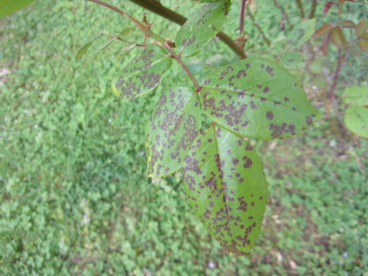 q how do i handle spots on my rose bushes and my carolina jasmine