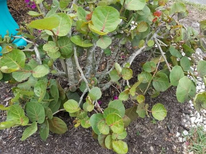 q does anyone know what this bush type plant is in east central fl