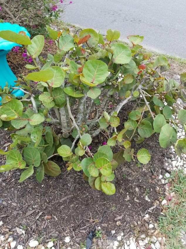 q does anyone know what this bush type plant is in east central fl