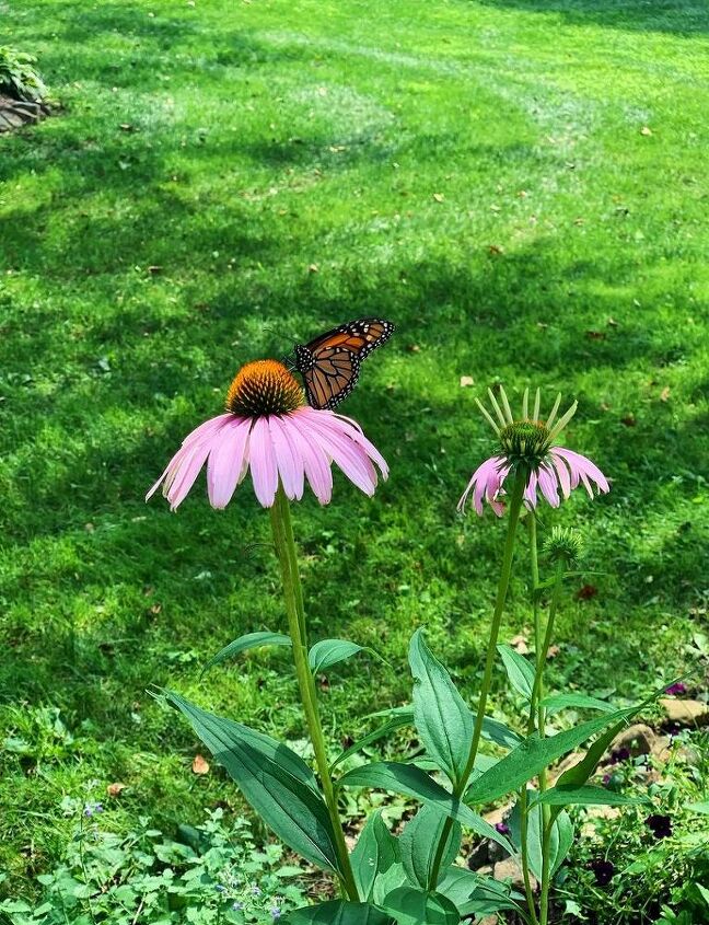 como iniciar um jardim, Echinacea atrai borboletas