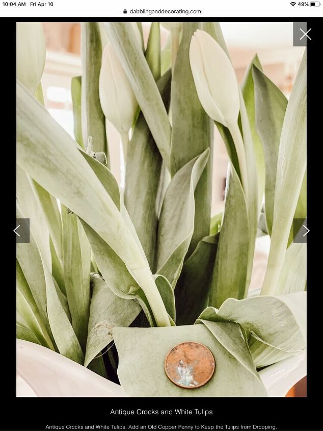 vajilla antigua y tulipanes blancos