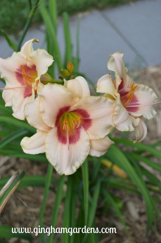s 15 beautiful ways to add a spring flower garden to your yard this week, Grow and care for daylilies