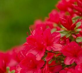 15 hermosas maneras de aadir un jardn de flores de primavera a tu jardn esta semana, C mo cuidar las azaleas