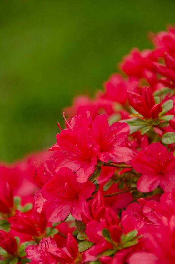 s 15 beautiful ways to add a spring flower garden to your yard this week, Care for your azaleas