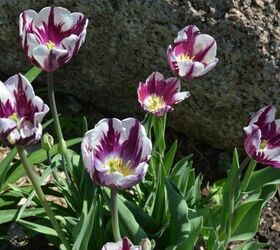 15 hermosas maneras de aadir un jardn de flores de primavera a tu jardn esta semana, Jardiner a de oto o C mo plantar bulbos para obtener incre bles flores de primavera