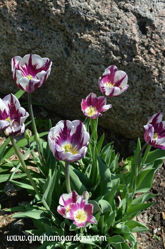 s 15 beautiful ways to add a spring flower garden to your yard this week, Plan in the fall for spring flowers
