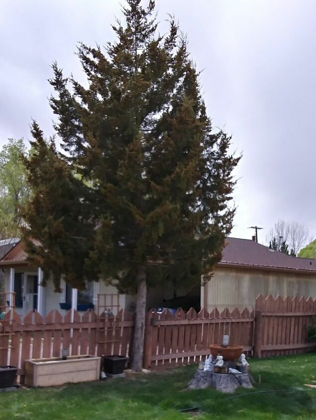 q how to amend soil under cedar juniper tree