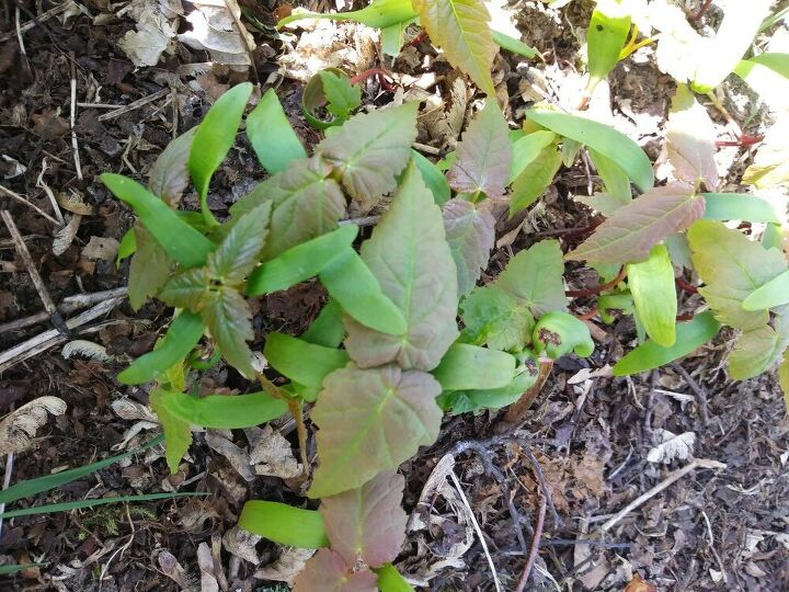 q hi can anyone tell me what this plant is