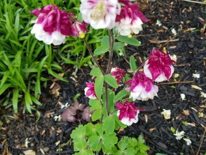 q what is this flower