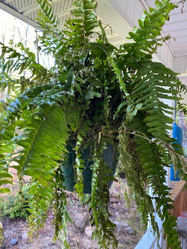 q fern help