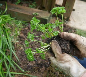 grow your own food integrating vegetables and herbs in your landscape