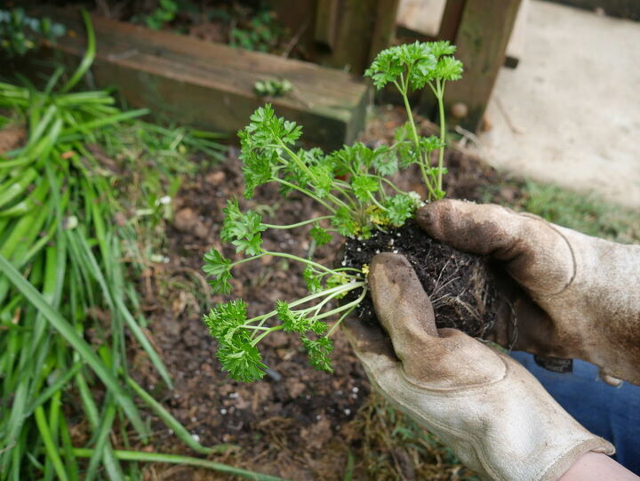 como cultivar sua prpria comida integrando vegetais e ervas em seu jardim