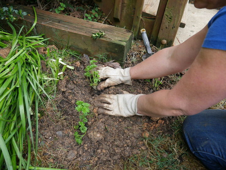 como cultivar sua prpria comida integrando vegetais e ervas em seu jardim