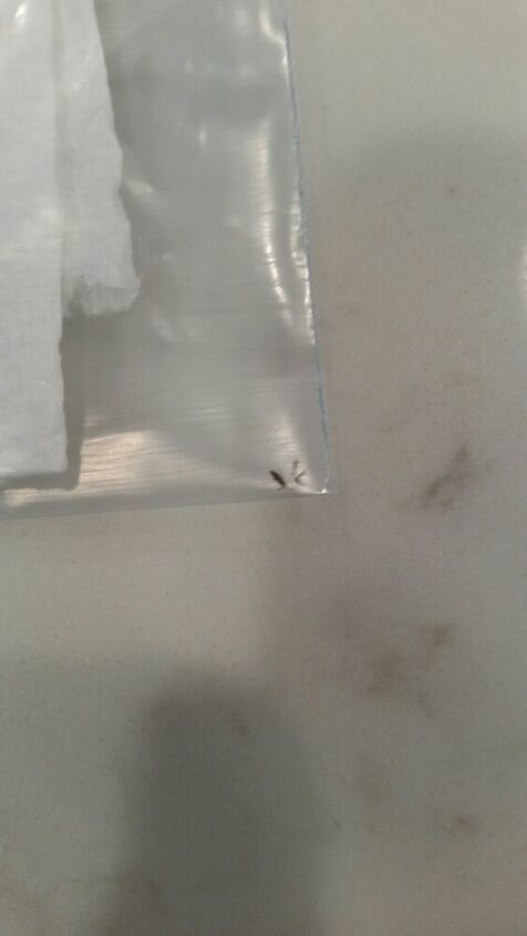 bugs in kitchen sink