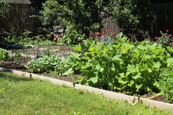 how to start an organic vegetable garden