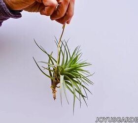 hanging air plants 10 easy ways to hang your tillandsias